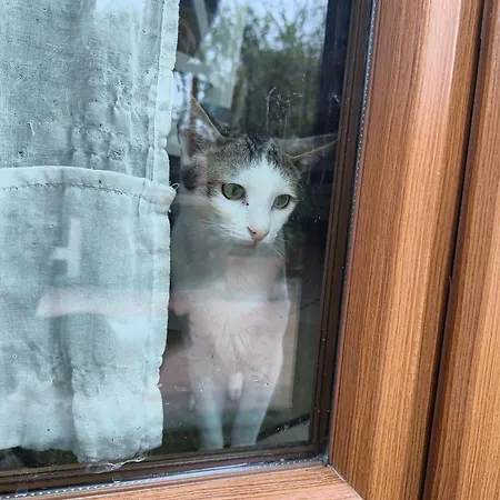 Alojamento de Acomodação e Pequeno-almoço L'assiolo