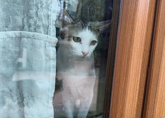 Bed & Breakfast L'assiolo